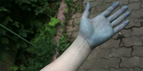 藍の生葉で皮膚が染まるか